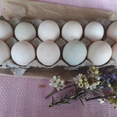 fresh duck eggs